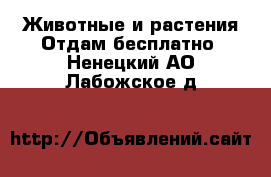 Животные и растения Отдам бесплатно. Ненецкий АО,Лабожское д.